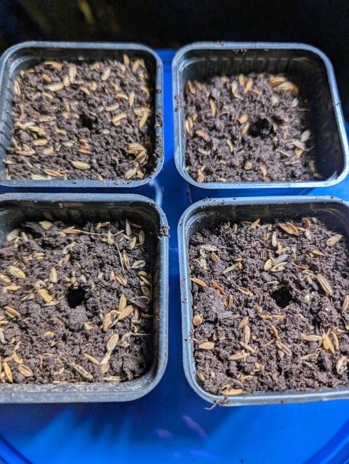 Pure Skunk Go Fast. Week 1