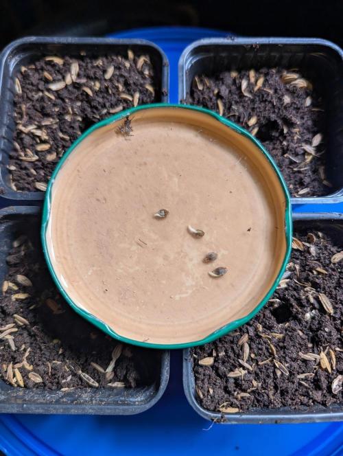 Pure Skunk Go Fast. Week 1