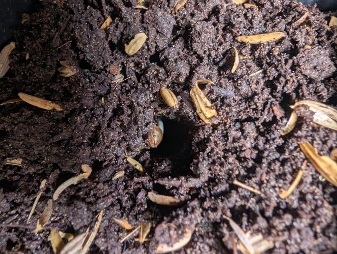 Pure Skunk Go Fast. Week 1