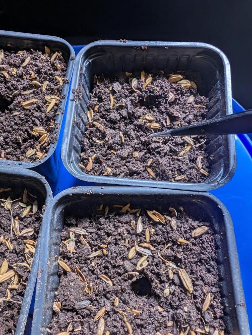 Pure Skunk Go Fast. Week 1