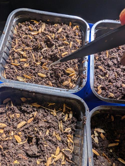 Pure Skunk Go Fast. Week 1