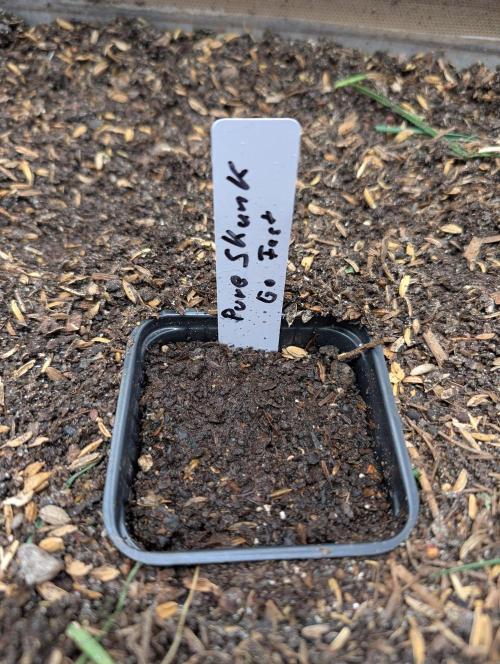 Pure Skunk Go Fast. Week 1