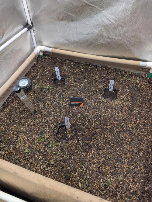 Pure Skunk Go Fast. Week 1