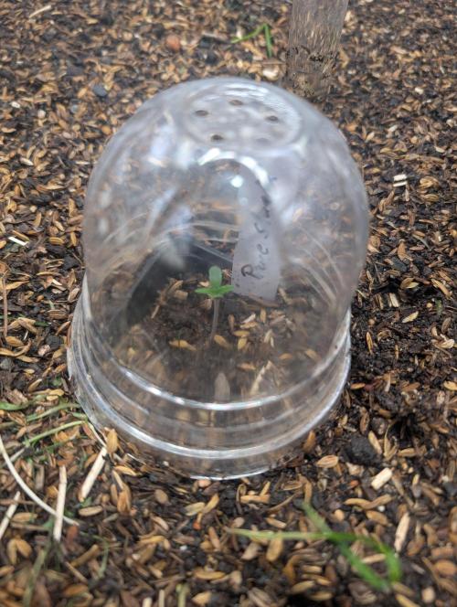 Pure Skunk Go Fast. Week 2