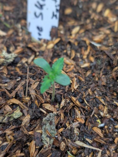 Pure Skunk Go Fast. Week 2