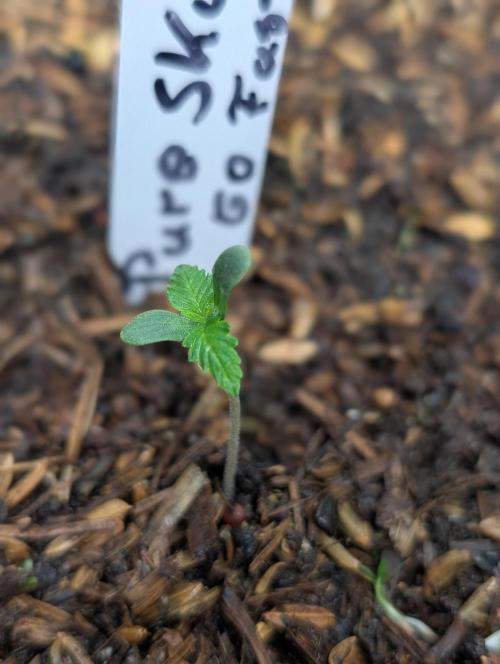 Pure Skunk Go Fast. Week 2