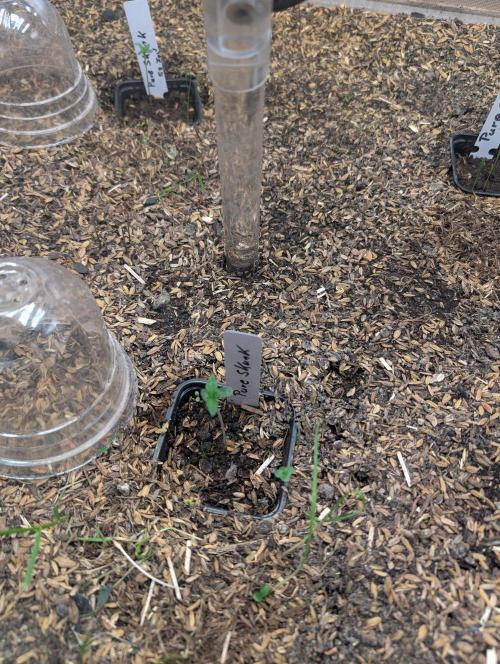 Pure Skunk Go Fast. Week 2