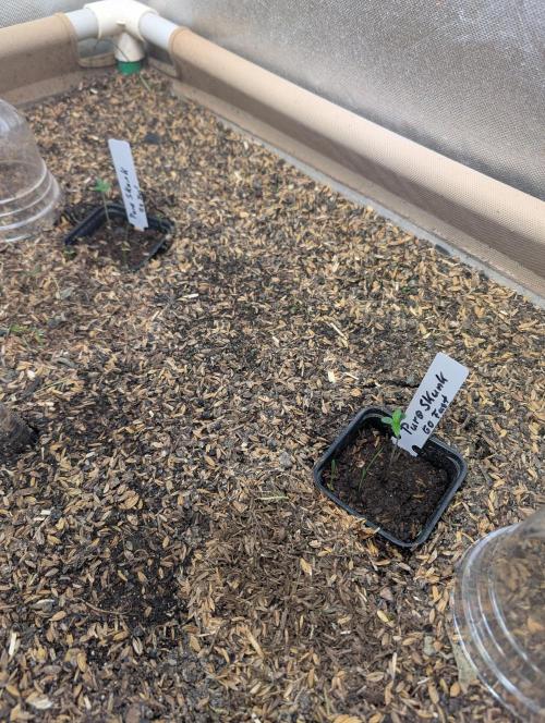 Pure Skunk Go Fast. Week 2