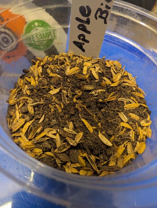 Apple Fritter Bio Boost. Week 0