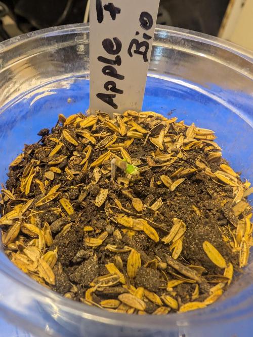 Apple Fritter Bio Boost. Week 1