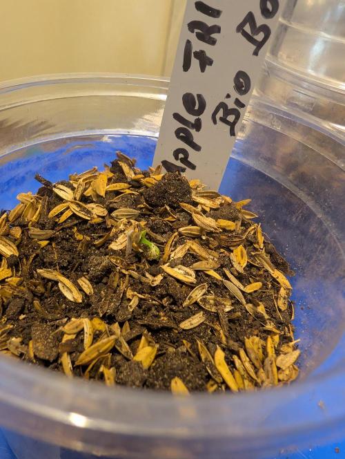 Apple Fritter Bio Boost. Week 1