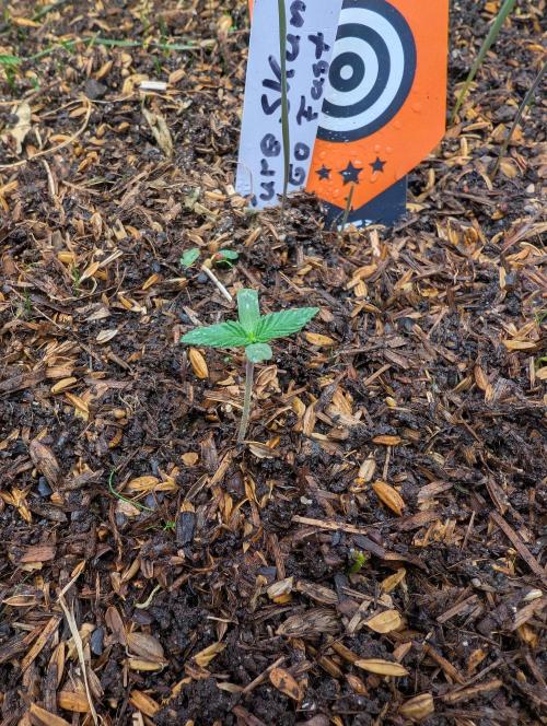 Pure Skunk Go Fast. Week 3