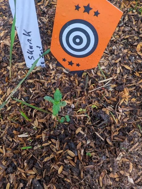 Pure Skunk Go Fast. Week 3