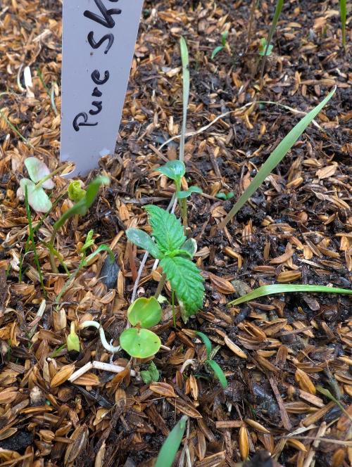 Pure Skunk Go Fast. Week 3