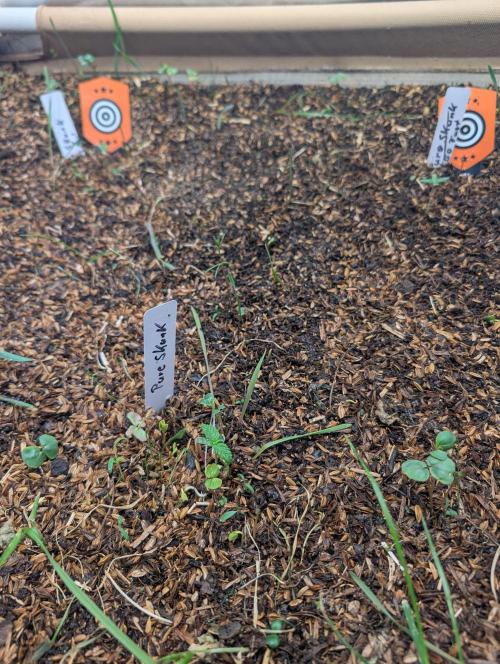 Pure Skunk Go Fast. Week 3