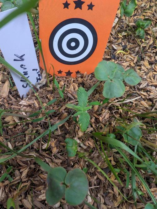 Pure Skunk Go Fast. Week 3