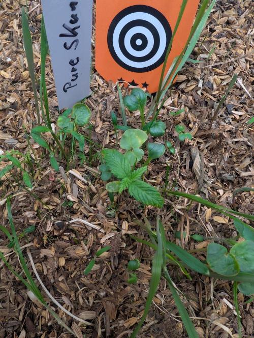 Pure Skunk Go Fast. Week 3