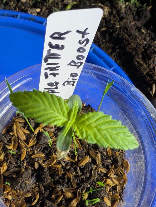 Apple Fritter Bio Boost. Week 2