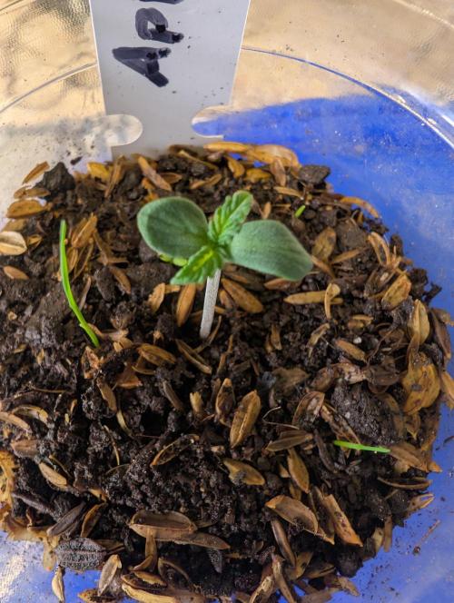 Apple Fritter Bio Boost. Week 1