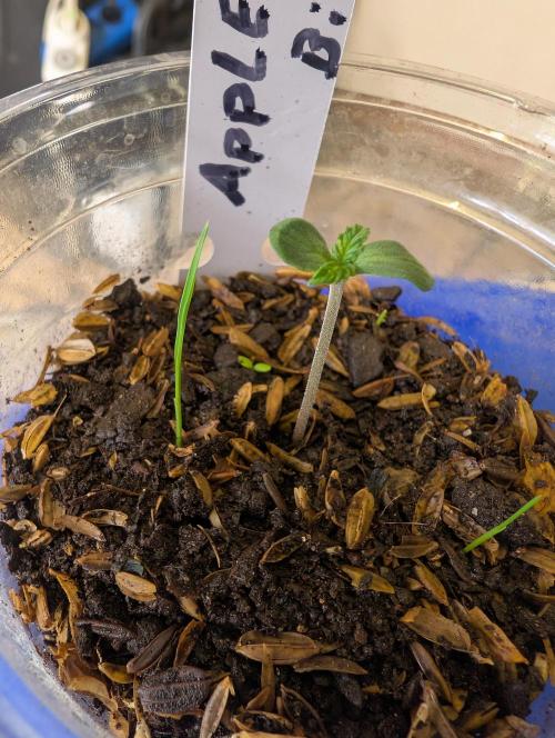 Apple Fritter Bio Boost. Week 1