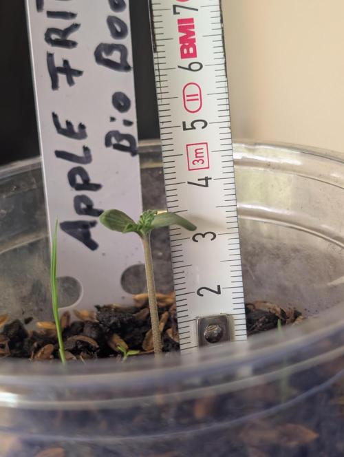 Apple Fritter Bio Boost. Week 1