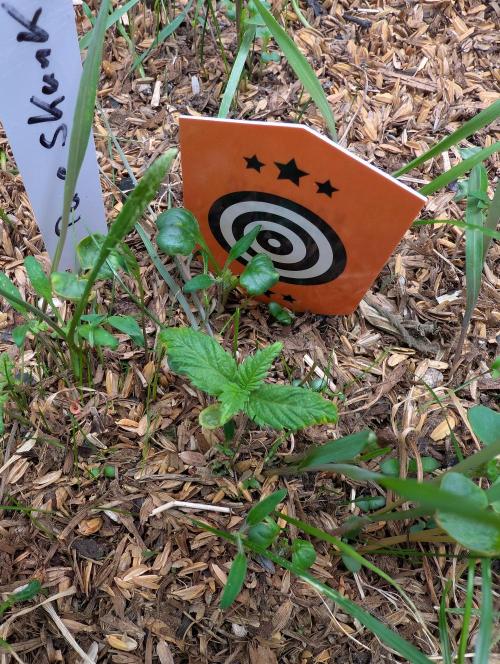 Pure Skunk Go Fast. Week 3