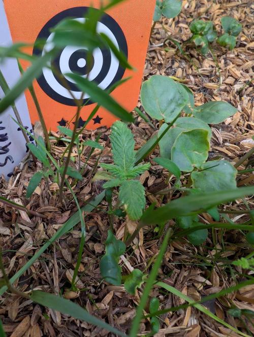 Pure Skunk Go Fast. Week 3