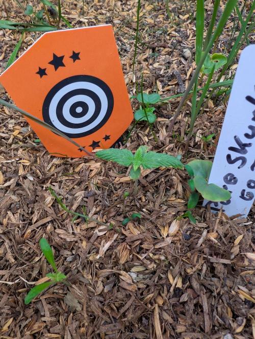 Pure Skunk Go Fast. Week 3