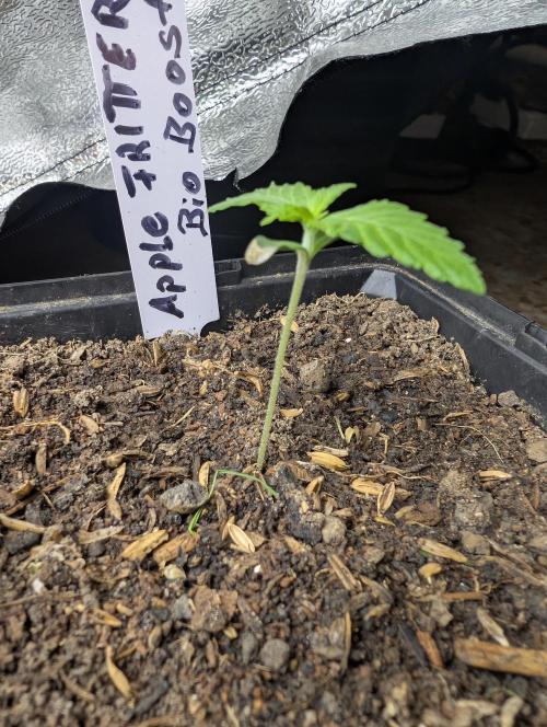 Apple Fritter Bio Boost. Week 2