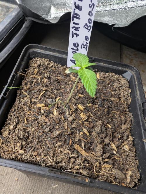 Apple Fritter Bio Boost. Week 2