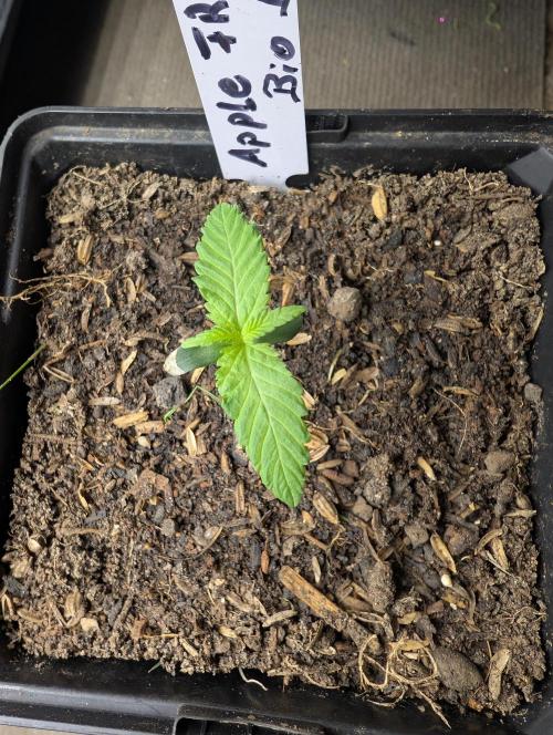 Apple Fritter Bio Boost. Week 2