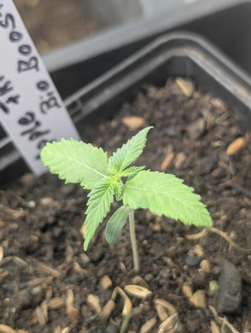 Apple Fritter Bio Boost. Week 3