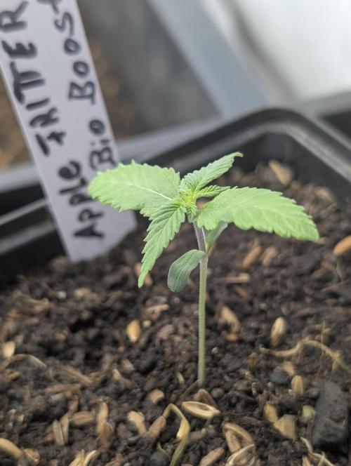 Apple Fritter Bio Boost. Week 3