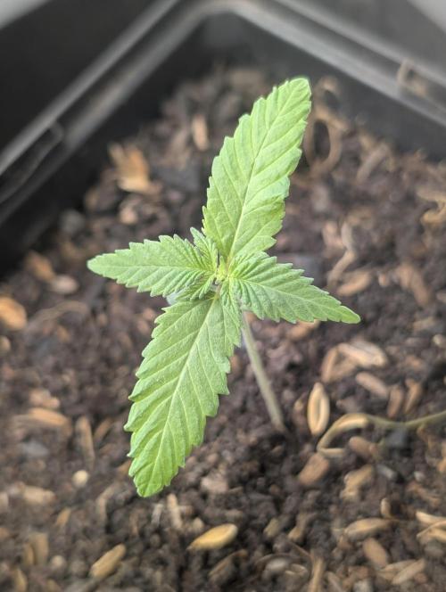 Apple Fritter Bio Boost. Week 3