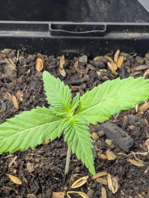 Apple Fritter Bio Boost. Week 3