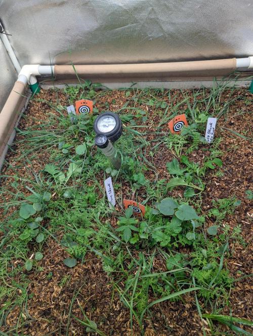 Pure Skunk Go Fast. Week 4