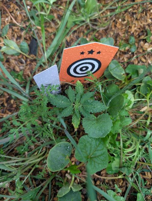 Pure Skunk Go Fast. Week 4