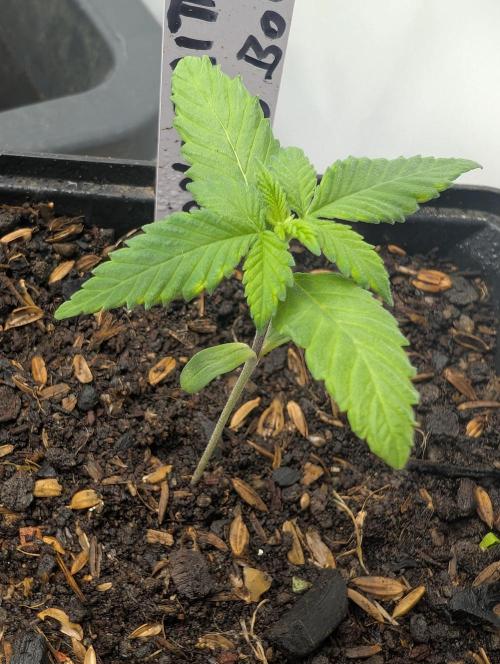 Apple Fritter Bio Boost. Week 4