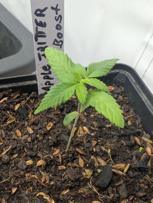 Apple Fritter Bio Boost. Week 4