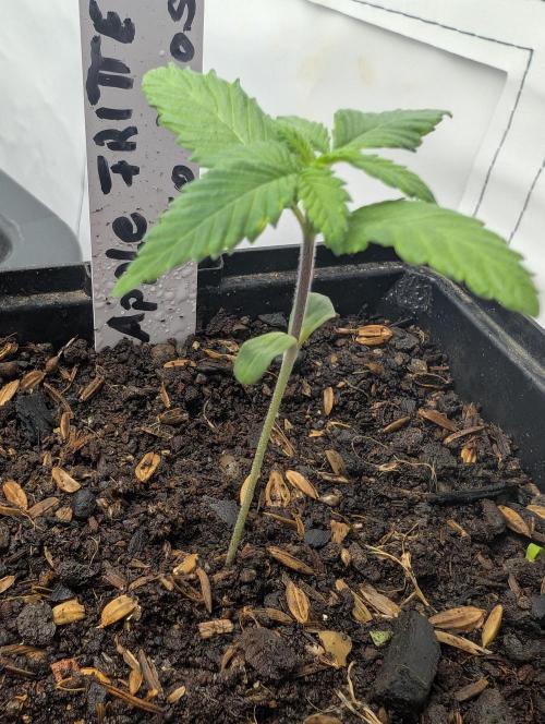 Apple Fritter Bio Boost. Week 4