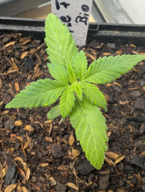 Apple Fritter Bio Boost. Week 4