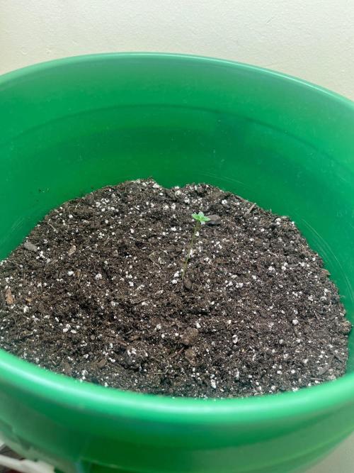 Bagseed. Week 0 - Small lil seedling