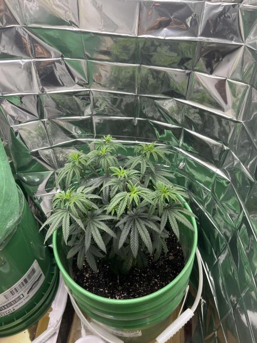 Bagseed. Week 5