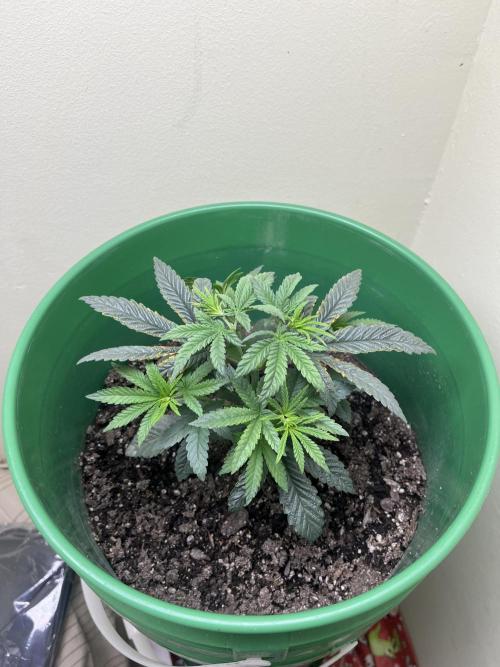Bagseed. Week 4