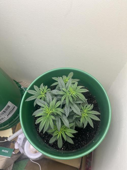 Bagseed. Week 4