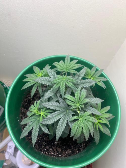 Bagseed. Week 5
