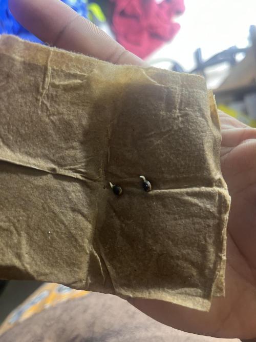 Mac og auto - greenpoint. Week 0