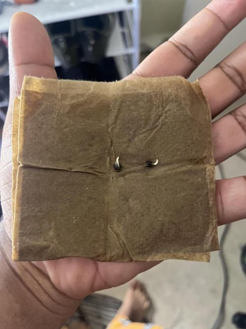 Mac og auto - greenpoint. Week 0