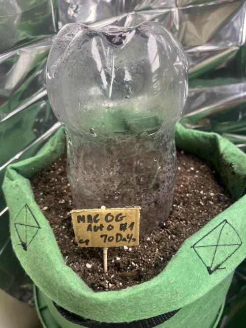 Mac og auto - greenpoint. Week 0