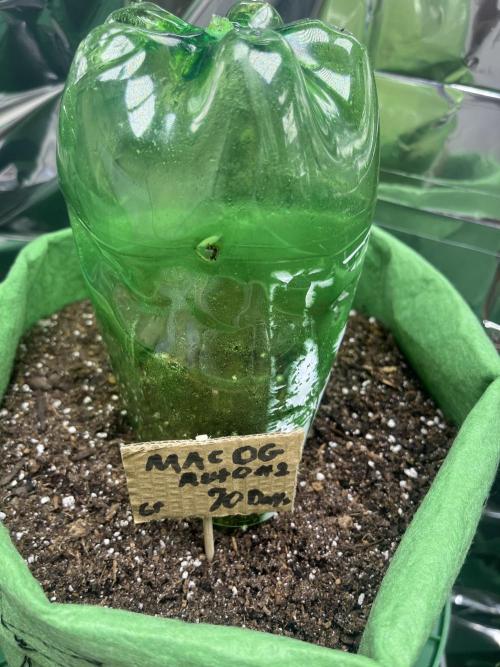 Mac og auto - greenpoint. Week 0